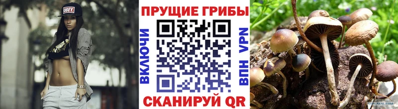 сколько стоит  Змеиногорск  Псилоцибиновые грибы Cubensis 